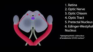 Pupillary Light Reflex Pathway Animation [upl. by Anelrahs]