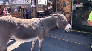 Explore Oatman Arizona  Donkeys Everywhere [upl. by Brag835]