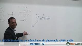 Lhémostase primaire  Partie 2  Pr SEDDIK Rachid fac de médecine oujda Morocco [upl. by Odrareve]