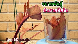 ขยายพันธุ์ต้นสายทับทิม How to propagate Red Rhipsalis Eng sub [upl. by Emerej]