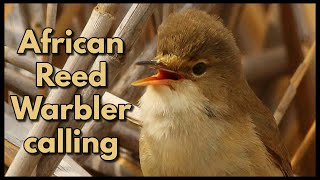 AFRICAN REED WARBLER song [upl. by Danya95]