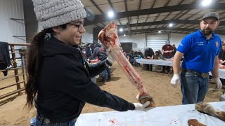 Warning this was once a live horse Hind limb dissection [upl. by Rafaelia]