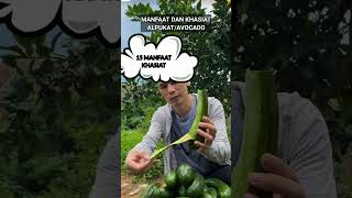 MANFAAT DAN KHASIAT BUAH ALPUKATAVOCADO manfaatkhasiatavocado buah alpukat buahbuahan avocado [upl. by Arrec]