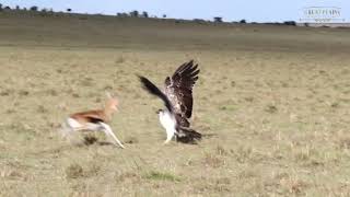 Unbelievable Martial Eagle Steals Baby and Gazelle Attacks  Great Plains Conservation [upl. by Airdnahs22]