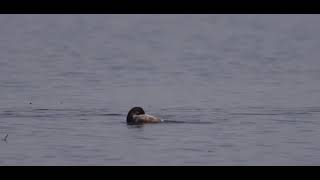 Perkoz zausznik  Blacknecked grebe  Podiceps nigricollis [upl. by Eceryt]