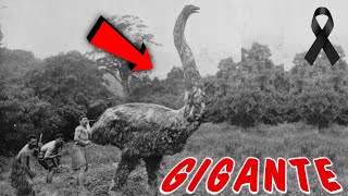 ÚLTIMO ENCUENTRO con el AVE MOA ¡El Gigante de las Aves 🤯 [upl. by Lenora]