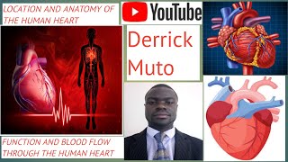 Location Anatomy Functiion And Blood Flow Through The Human Heart [upl. by Diva]