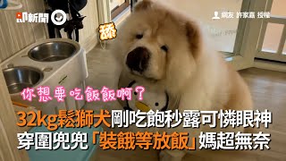 32kg鬆獅犬剛吃飽秒露可憐眼神 穿圍兜兜「裝餓等放飯」媽超無奈 [upl. by Dranoel]