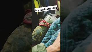 intelgent dog 200k funny tagarmy 20k vlog Akvilogers [upl. by Depoliti]