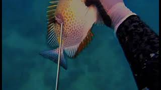 Spearfishing dalaguetespearovlog fishing [upl. by Ycniuqed383]