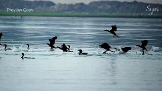 GREAT CORMORANT FLYING [upl. by Culberson49]