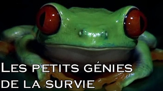 Les petits génies de la survie [upl. by Urban47]