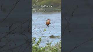 Common Waxbill  estrilda astrild birdwatching [upl. by Nance]