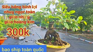 13112024 💥mai vàng chơi tết 2025💥 giảo hoàng kimsiêu bông bình lơinhụy ngọc toàn☎️0359338087 [upl. by Knobloch347]