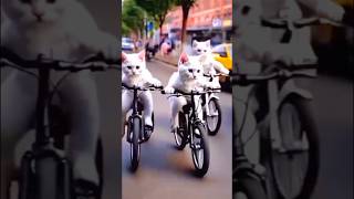 cat funny funny cat videos cat catloverfunnycat shortvideo shortsfeedshorts shortsvideo [upl. by Schwing]