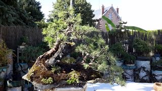 Formation dun Penjing de Pin Sylvestre  Formation of a Penjing Pinus Sylvestris [upl. by Buffy]