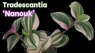 Tradescantia Nanouk Introduction and Growing Tips [upl. by Catherin]