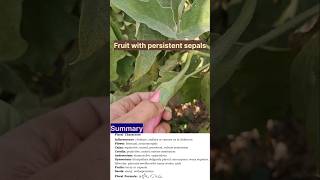 Family Solanaceae Eggplant 🍆 shorts ytshorts 11thbiology [upl. by Hailat]