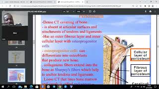 Bone and Cartilage Histology Summary [upl. by Nessi]