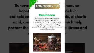 quotEchinacea Essentials Boost Your Immunity Naturallyquot [upl. by Madonia600]