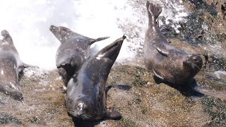 Seals Get Wiped Out by Waves [upl. by Scherman174]