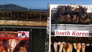 Feb 17 2014 Fishermans Wharf  Leafleting South Korean Dog Meat Trade [upl. by Tavie107]