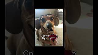 The wiener dog song wiener dog dachshund funny cute memes [upl. by Eceinert]