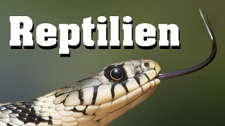 Reptilien  Biologie Evolution und Artenkunde [upl. by Colan]