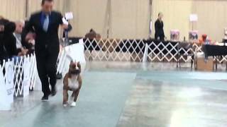 STCA National Specialty  2012 Open Dogs [upl. by Nace]