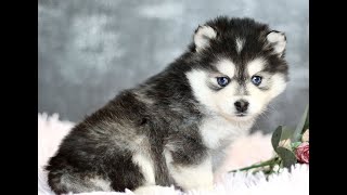 Pomsky Puppies for Sale [upl. by Giraud]