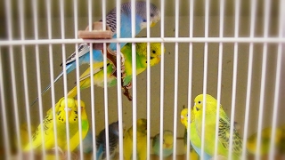 Budgie  Parakeet Sounds  Singing flock in Pet Store [upl. by Strage95]