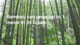 12 Amazing Facts About Bamboo [upl. by Romina]