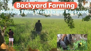 Backyard Farming Morning Farm works in our backyard backyardfarming agriculture farming [upl. by Namara]