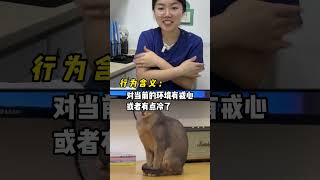 猫的内心，早就被尾巴出卖了 新手养猫 貓咪 喵星人 养猫经验 萌寵 貓 宠物知识 pets 宠物生活 [upl. by Godart252]