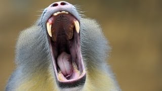 Researcher says monkey chatter sounds like human speech [upl. by Yve316]