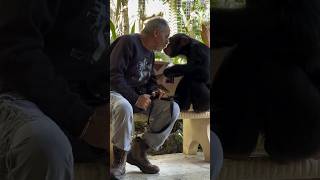 Father and Son Our president Mario Tabraue and Limbani the chimpanzee 💜 [upl. by Karlotte]