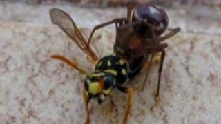 Spider Vs Wasp  Incredible Fight [upl. by Charley]