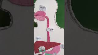 Project of Human Digestive System  Crescent Groups of Public Schools foryou [upl. by Artair]