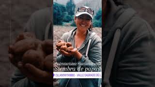 Planting Potatoes ollantaytambo peru travel mountains touristattraction touristplace goodday [upl. by Sobel]