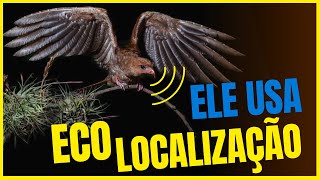 GUÁCHARO  A ÚNICA AVE COM ECOLOCALIZAÇÃO Steatornis caripensis [upl. by Anead]