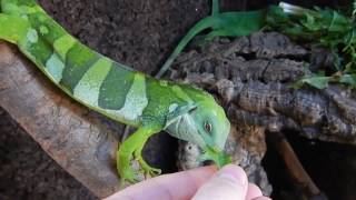 Полосатая фиджийская игуана  Brachylophus fasciatus  Fiji banded iguana [upl. by Xanthe]