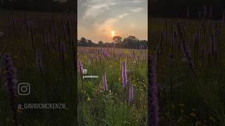 Doughton Park Memories 🌸❤️🌸❤️ wildflowers sunset blueridgeparkway [upl. by Prisca]