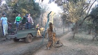 Tigers jumping for food [upl. by Leinehtan978]