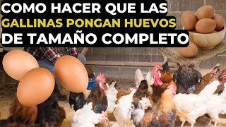 ¿Cuánto tiempo tardan las gallinas en poner huevos de tamaño completo [upl. by Netniuq]