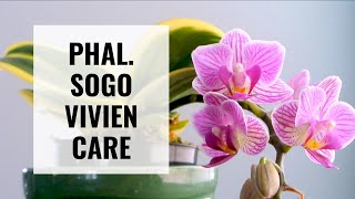 How to Take Care of Doritaenopsis Phalaenopsis Sogo Vivien CareCollab  ORCHID CARE [upl. by Fosque625]