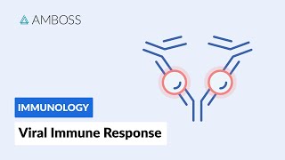 Immune Response to Viruses How the Body Reacts [upl. by Eldreda]