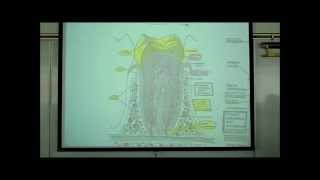 DIGESTIVE SYSTEM PART 1 ORAL CAVITY amp TEETH by Professor Fink [upl. by Wisnicki]