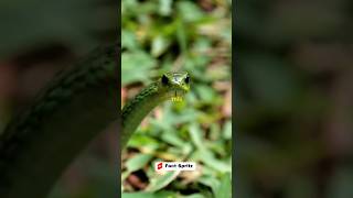 Boomslang the silent killer in the trees🐍 facts foryou animals snake blackmamba deadlysnakes [upl. by Thorne594]