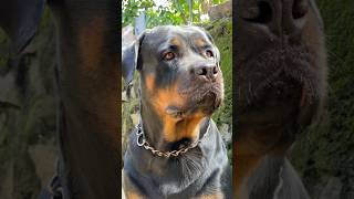 Roman Rottweiler Female 😍😱😱 shorts [upl. by Nimar]