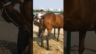 Everyday life of our Stallion and Beautiful Horses Greenscreen [upl. by Pirali]